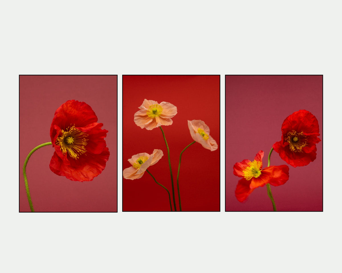 SPRING GIANTS | 6