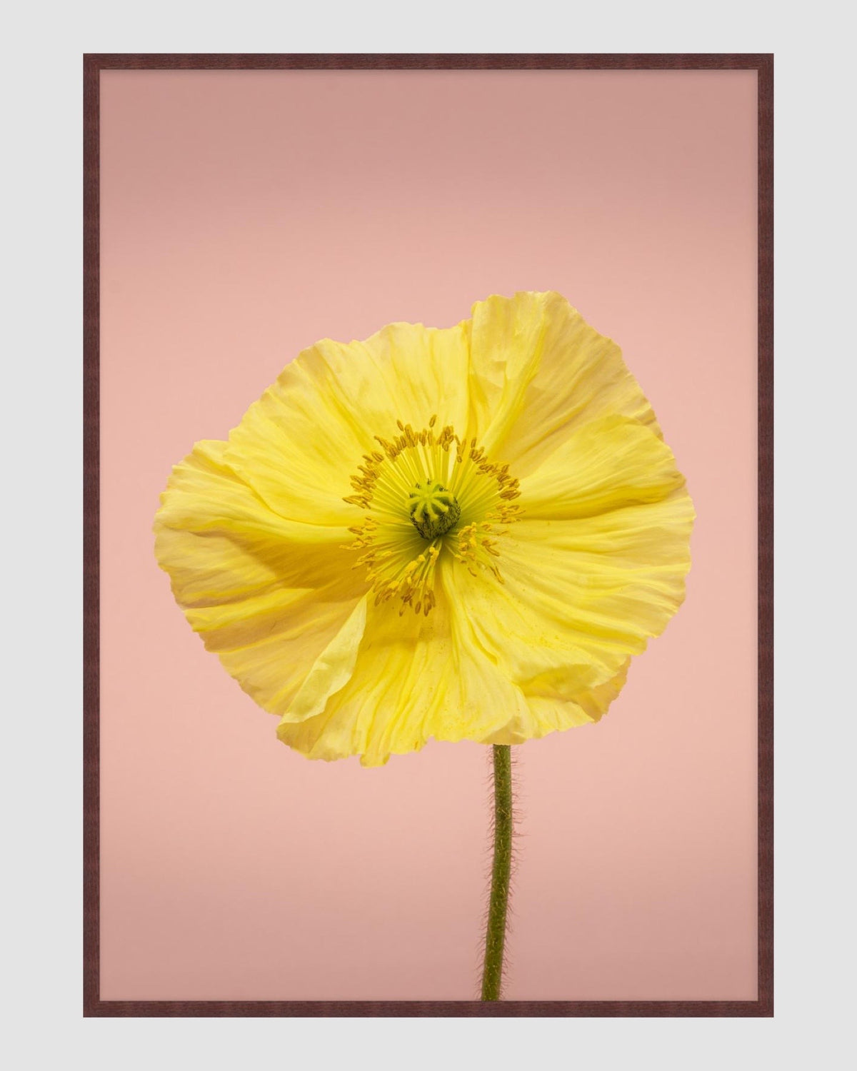 SPRING GIANTS | 2