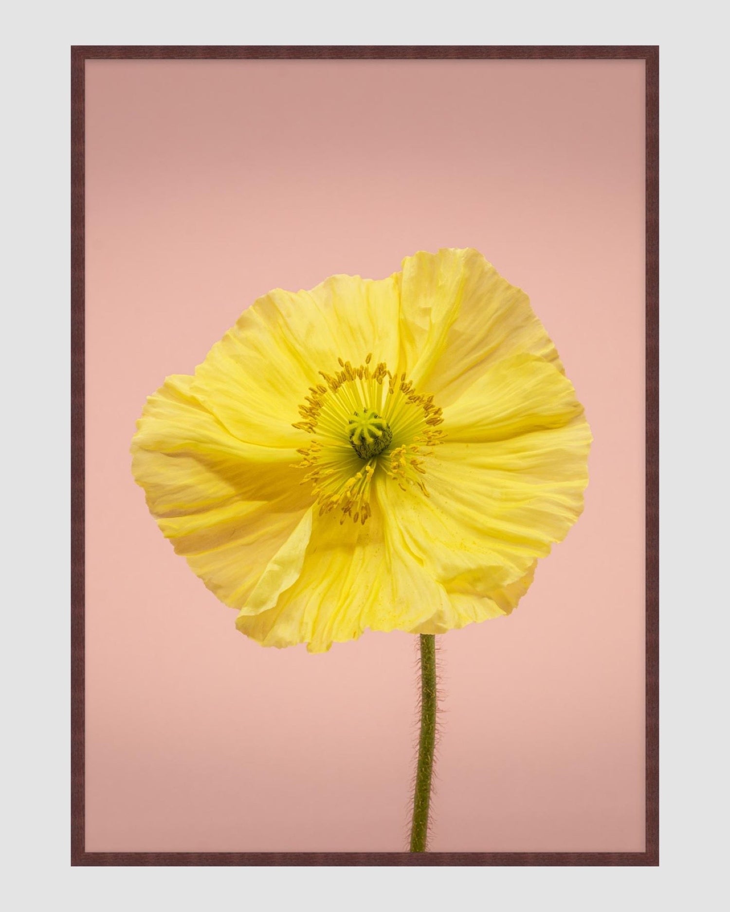 SPRING GIANTS | 2