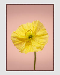 SPRING GIANTS | 2