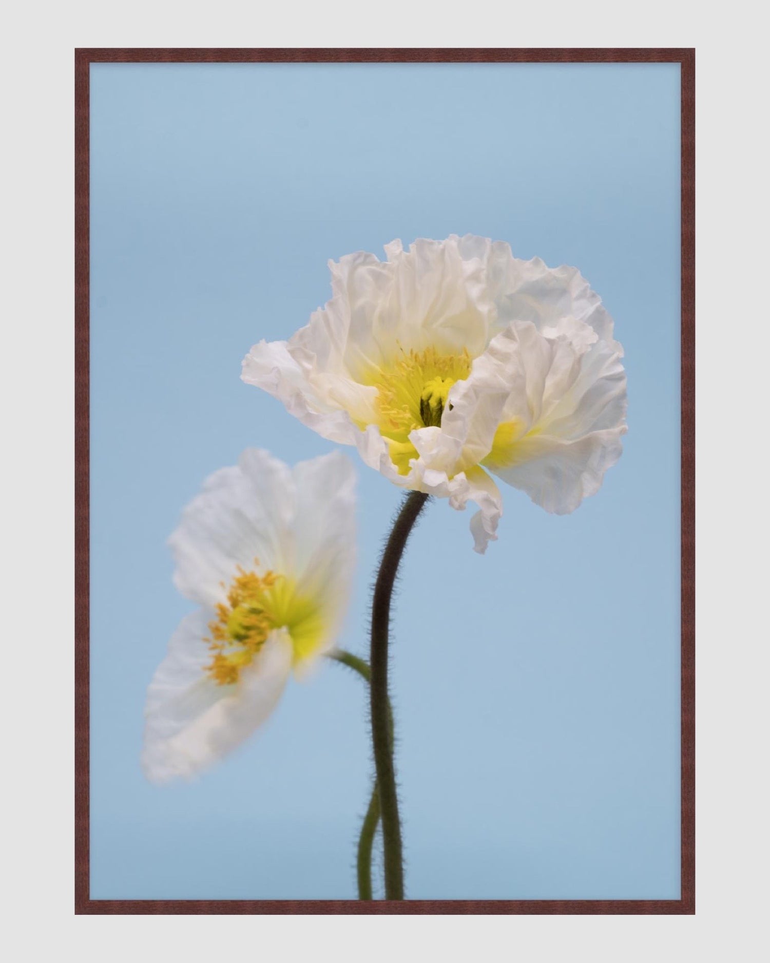 SPRING GIANTS | 3