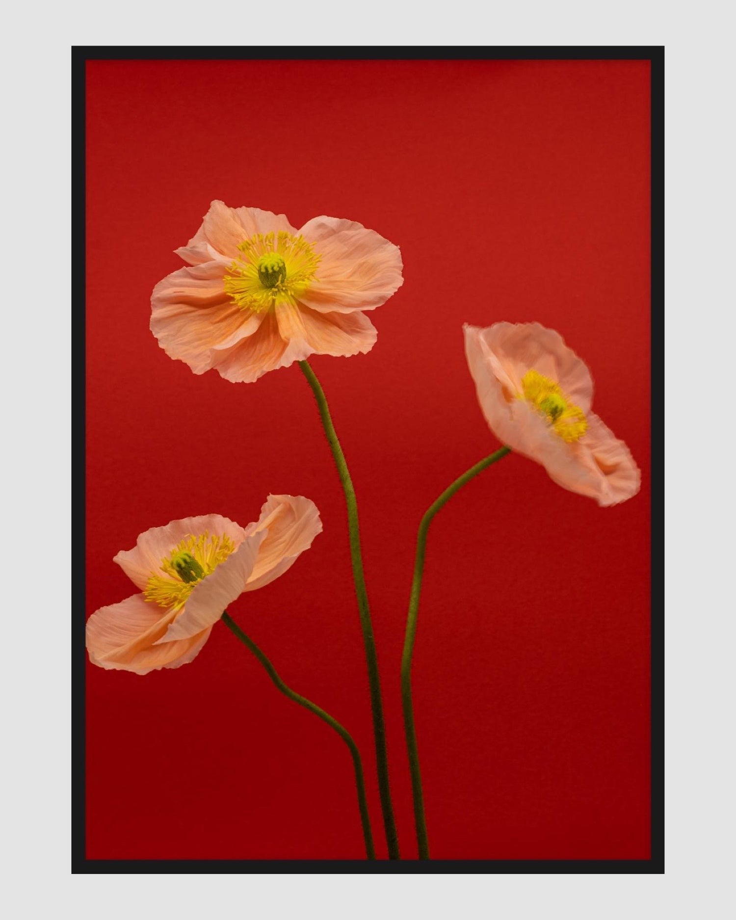 SPRING GIANTS | 4