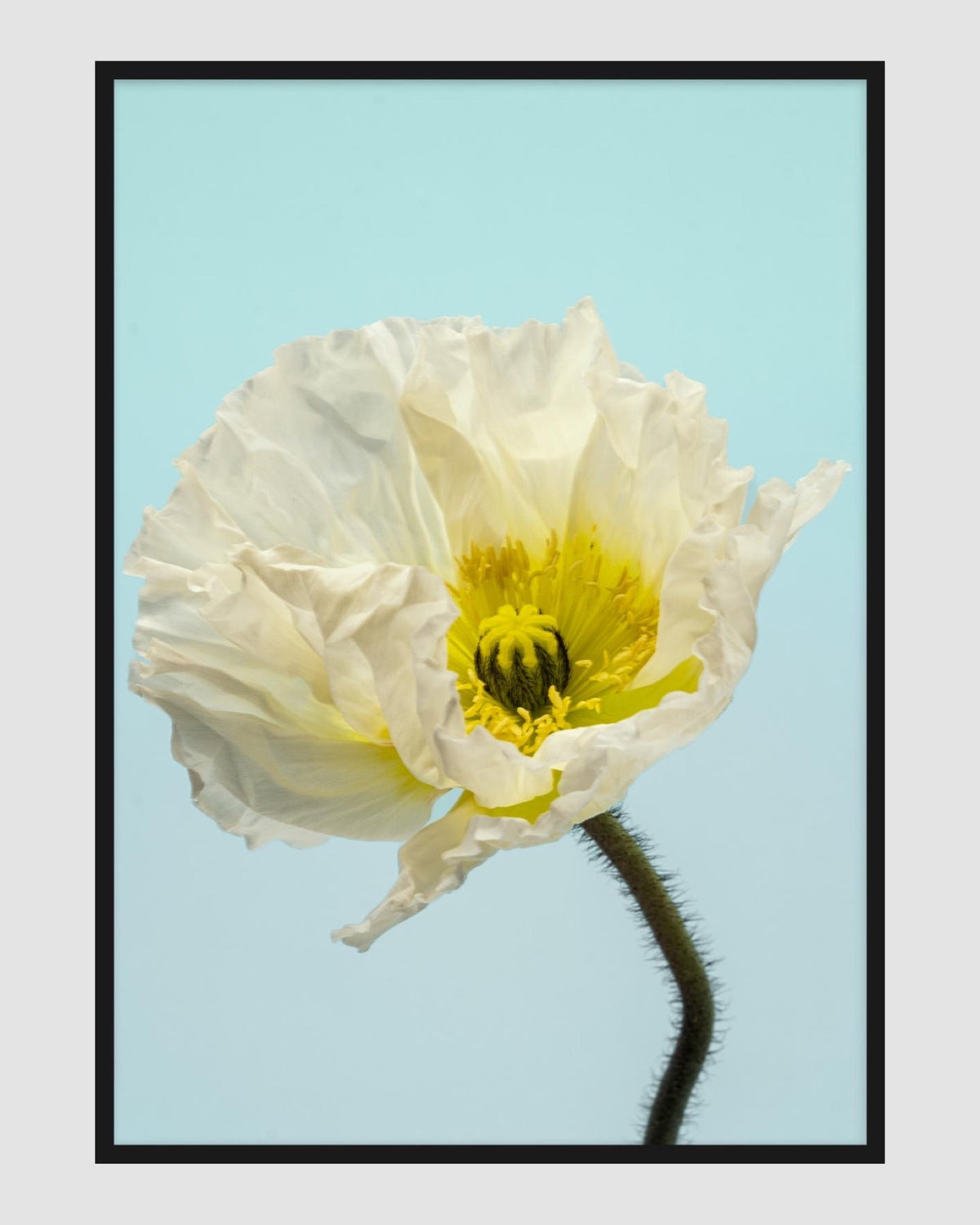 SPRING GIANTS | 5