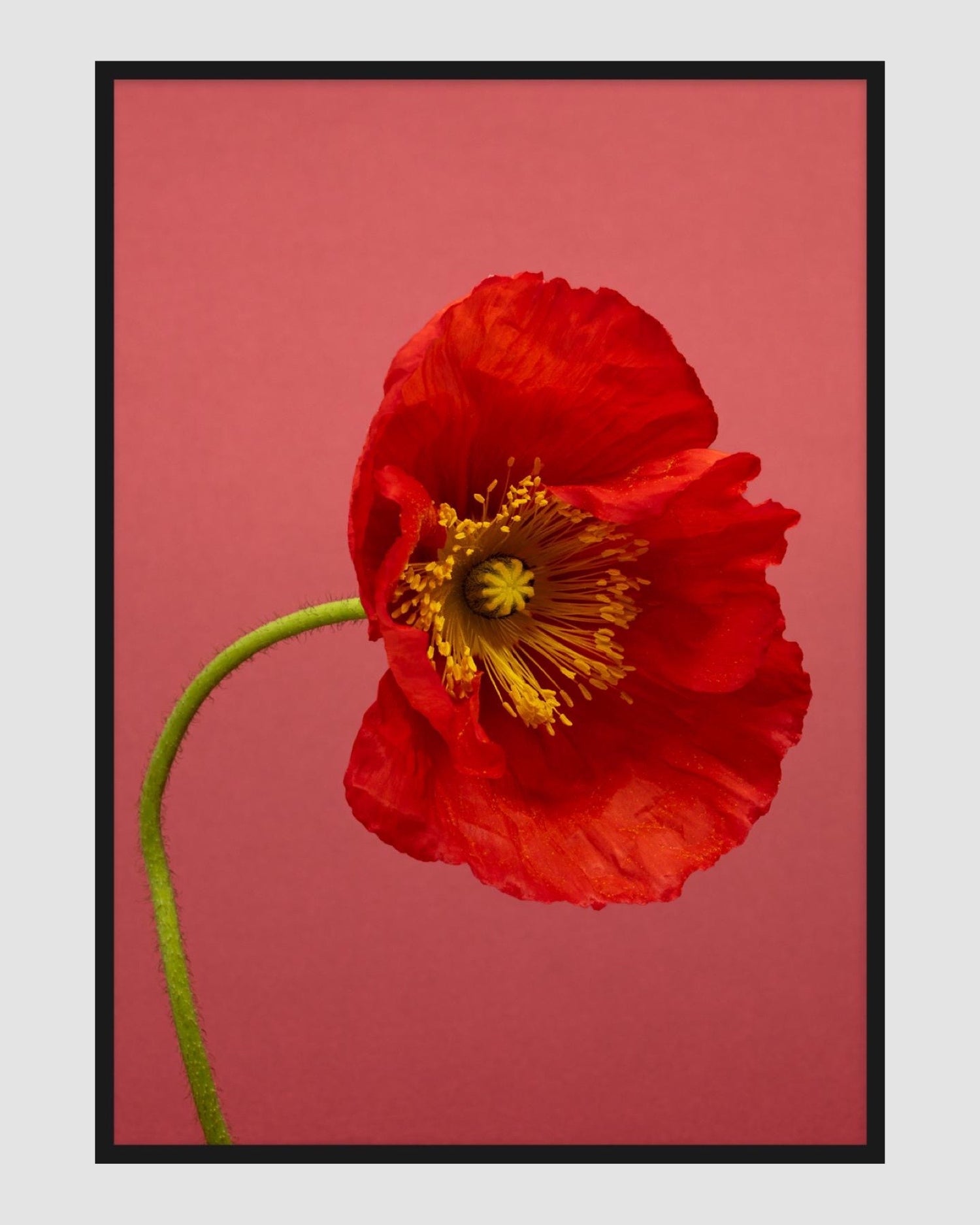 SPRING GIANTS | 6