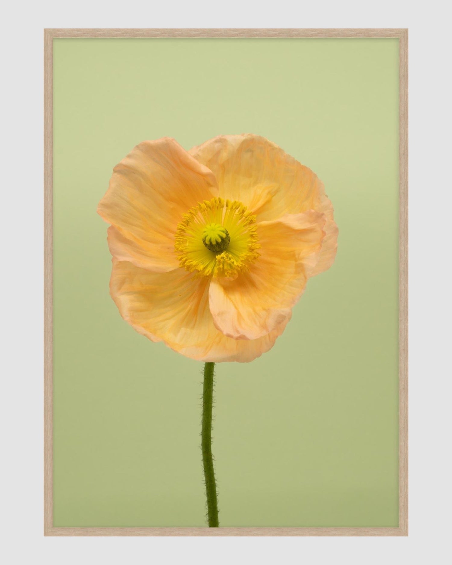 SPRING GIANTS | 7