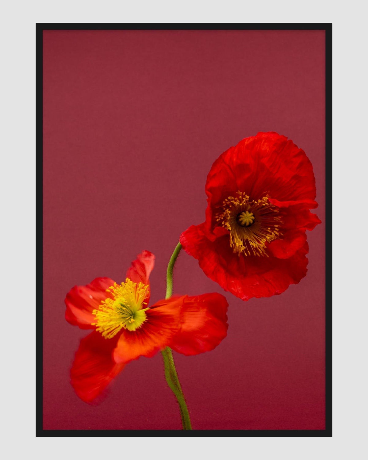 SPRING GIANTS | 8