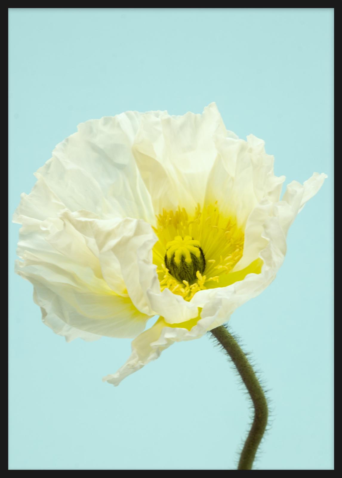 SPRING GIANTS | 5