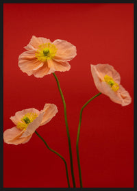 SPRING GIANTS | 4