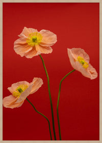 SPRING GIANTS | 4