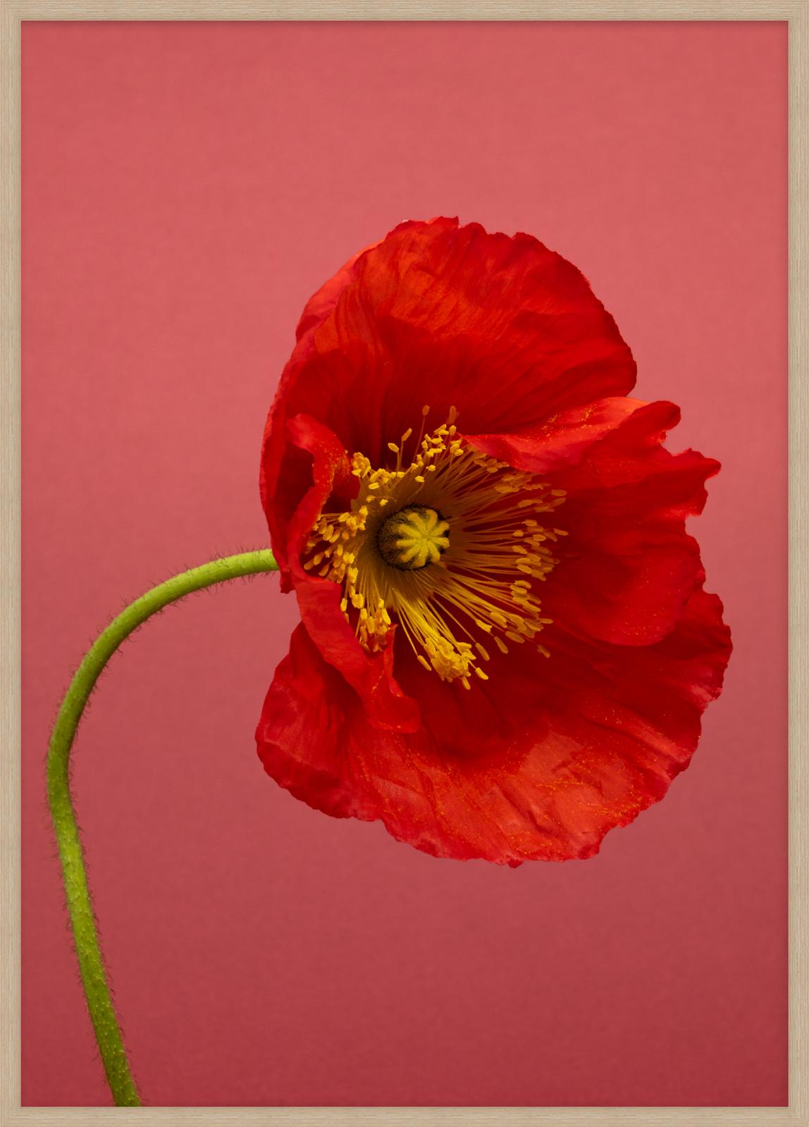 SPRING GIANTS | 6