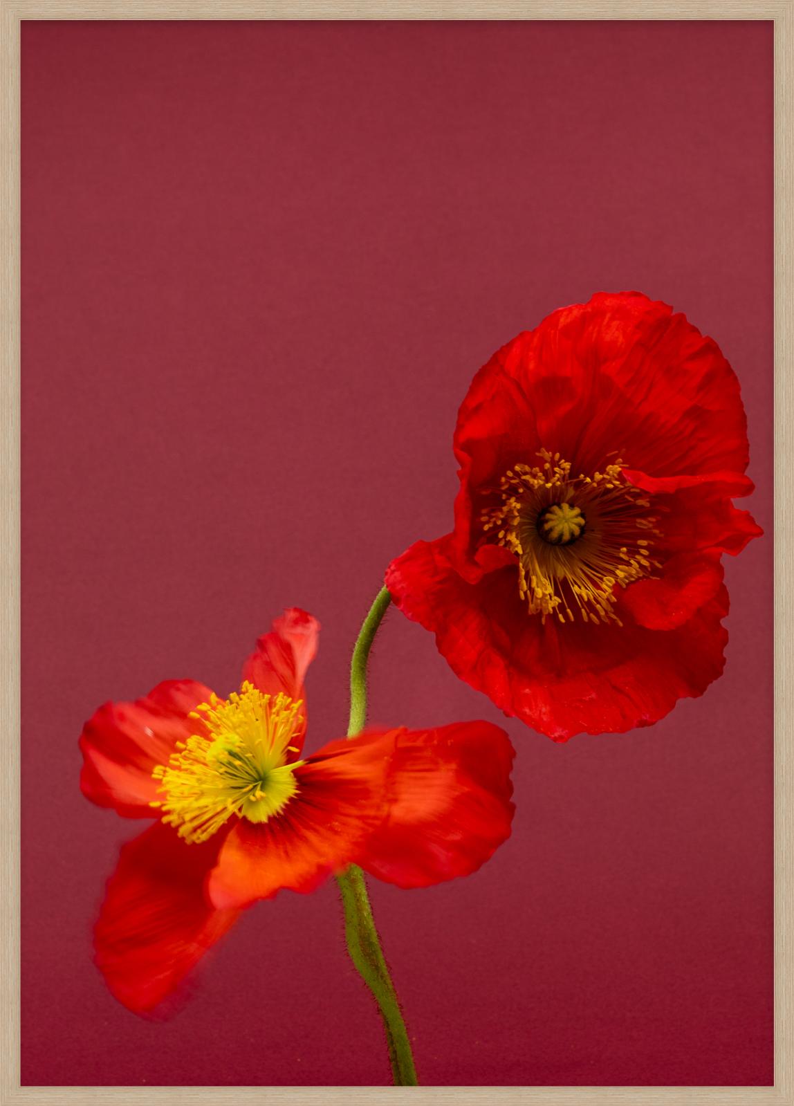 SPRING GIANTS | 8