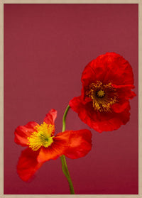 SPRING GIANTS | 8