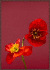 SPRING GIANTS | 8