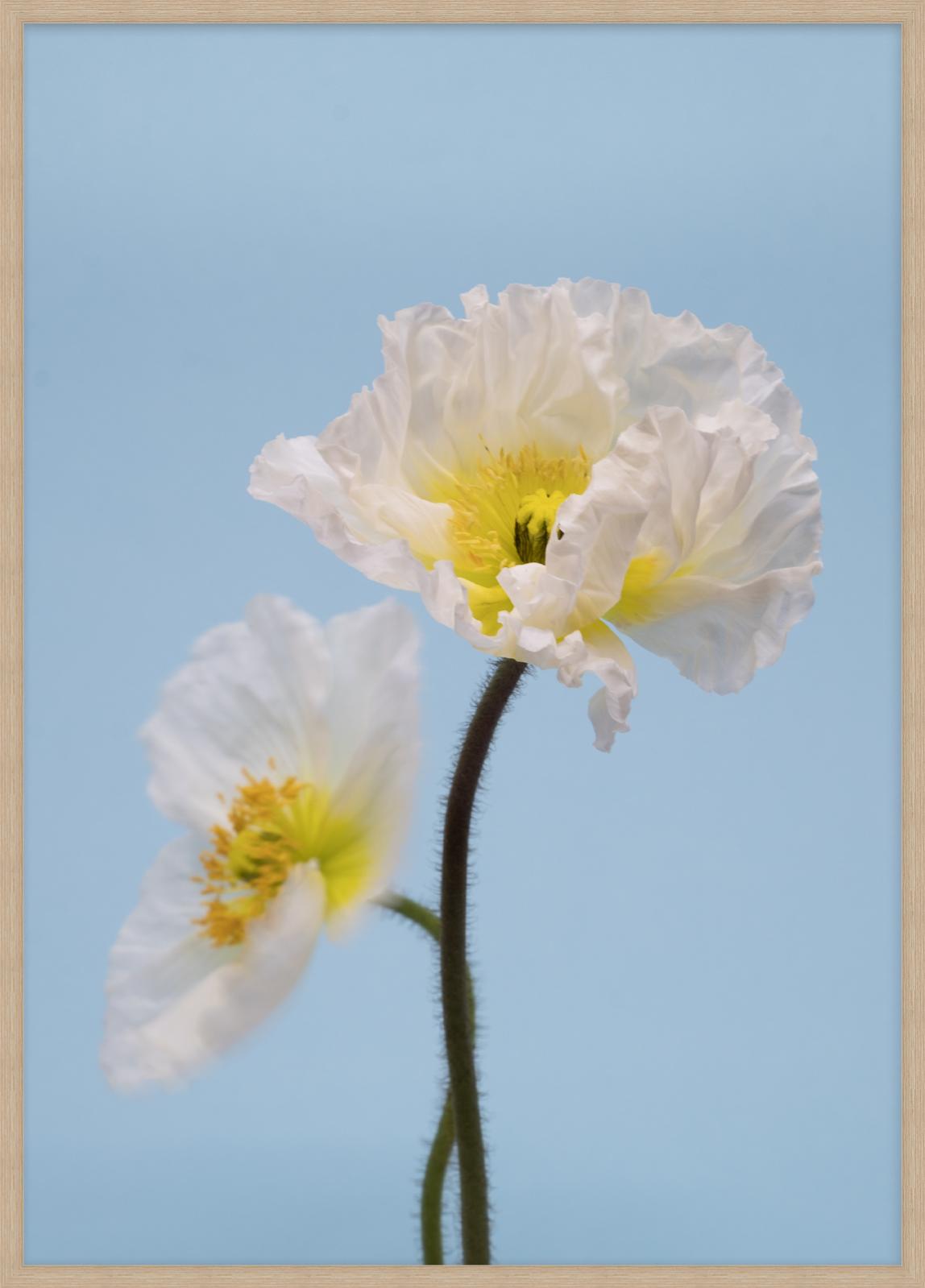 SPRING GIANTS | 3