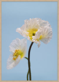 SPRING GIANTS | 3