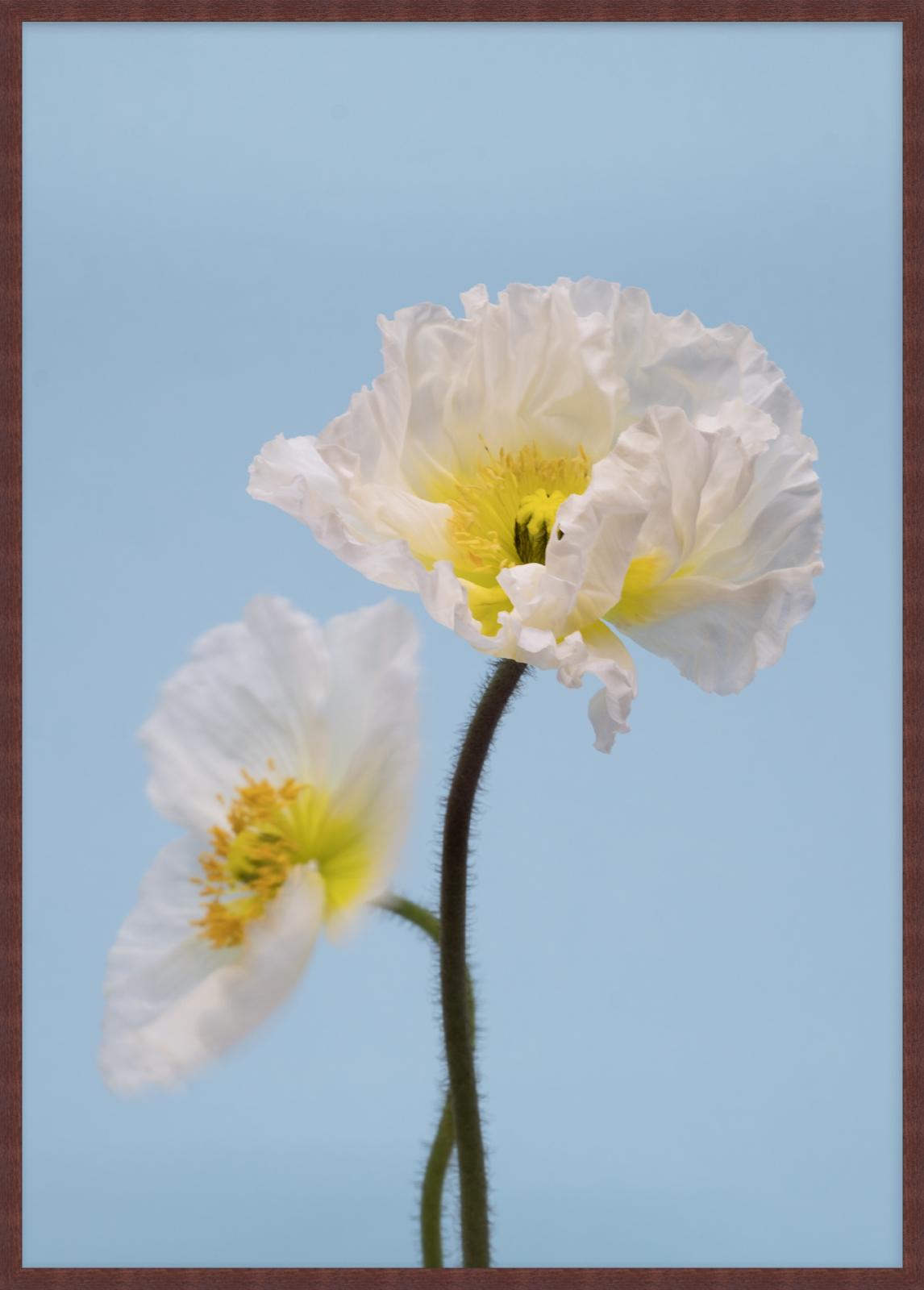 SPRING GIANTS | 3