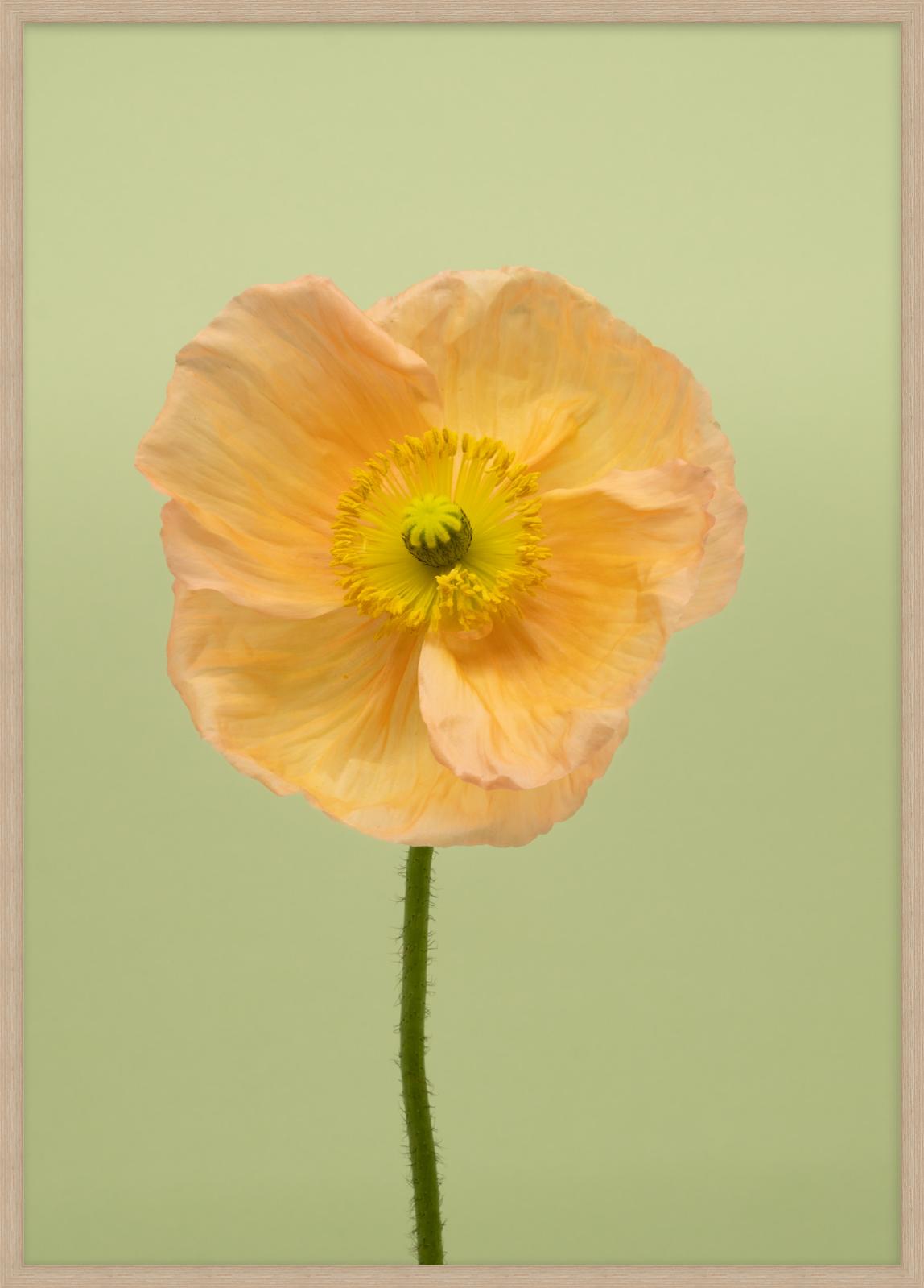 SPRING GIANTS | 7