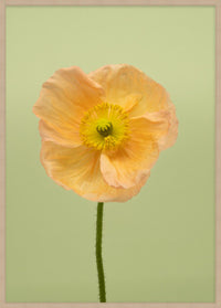 SPRING GIANTS | 7
