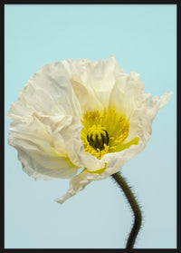 SPRING GIANTS | 5