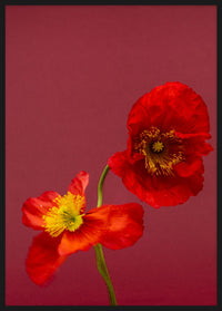 SPRING GIANTS | 8