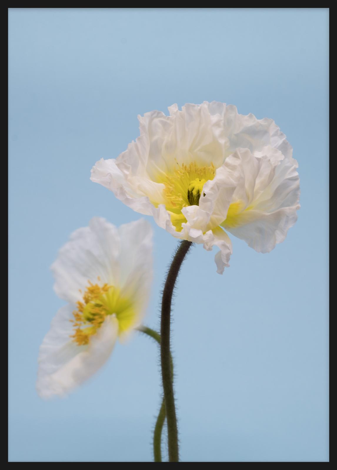 SPRING GIANTS | 3