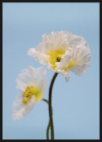 SPRING GIANTS | 3