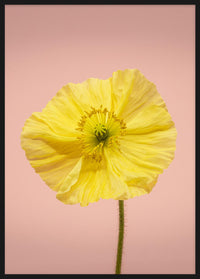 SPRING GIANTS | 2