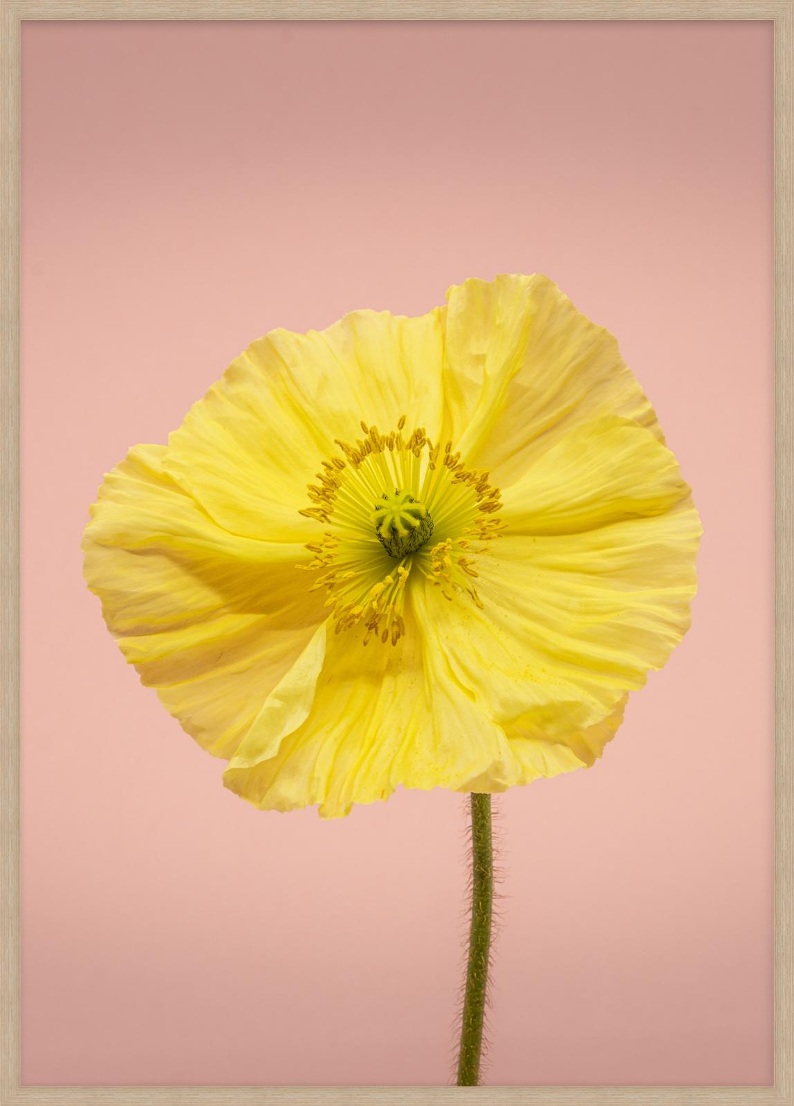 SPRING GIANTS | 2